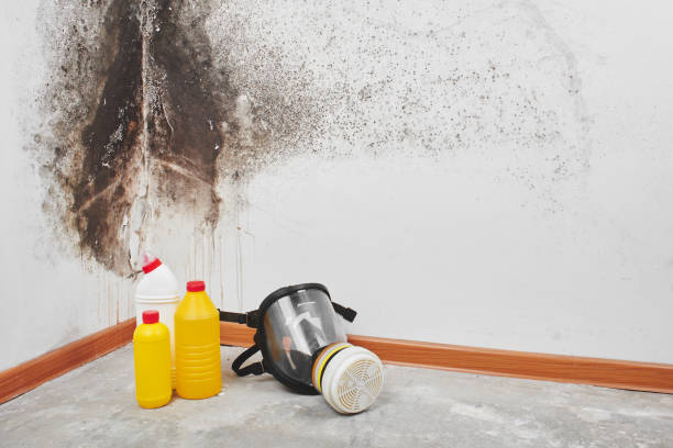 Best Fast Mold Removal  in Liberty City, TX