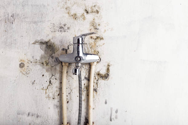 Best Mold Remediation Experts  in Liberty City, TX