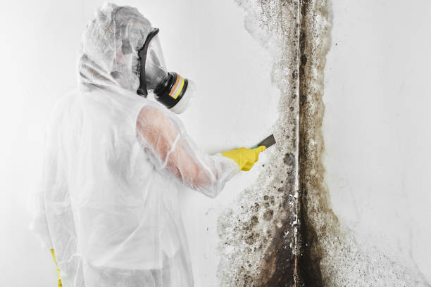 Best Attic Mold Removal  in Liberty City, TX