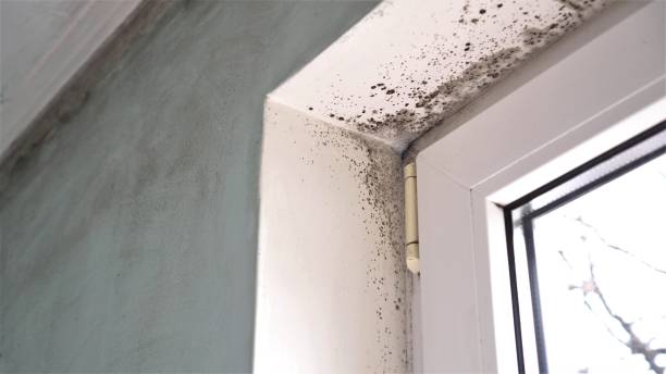 Best Black Mold Removal  in Liberty City, TX