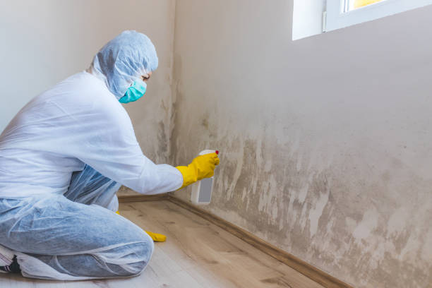 Trusted Liberty City, TX Mold Removal Experts