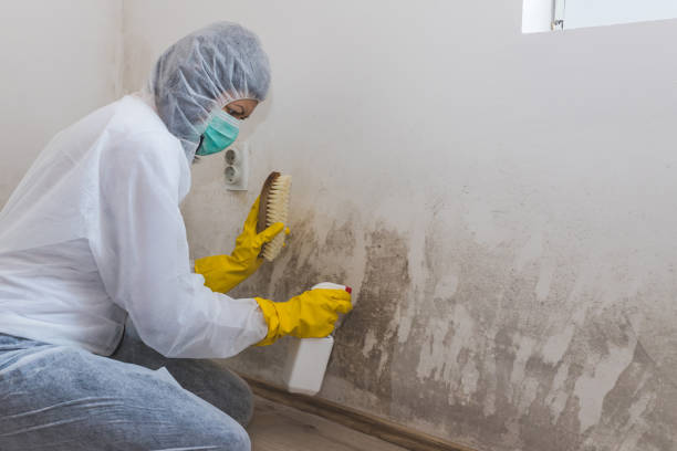 Certified Mold Removal in Liberty City, TX