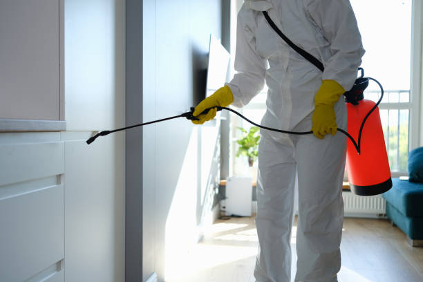 Best Commercial Mold Removal  in Liberty City, TX