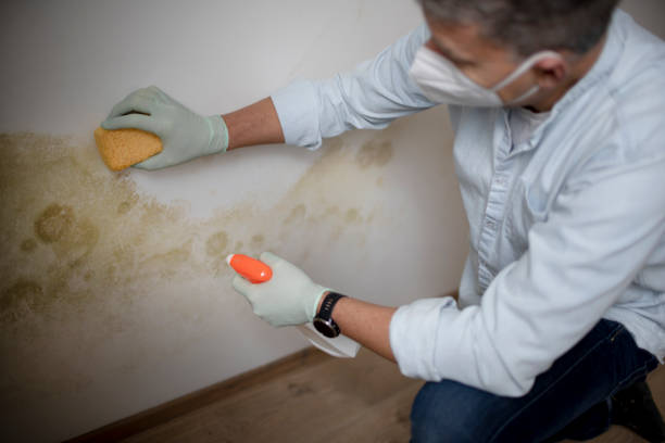 Reliable Liberty City, TX Mold Removal Solutions