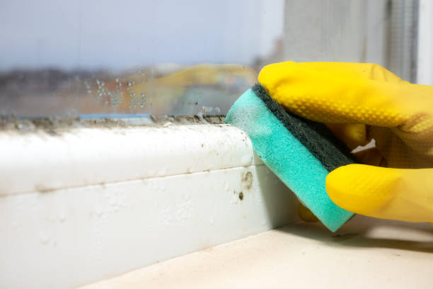 Best Commercial Mold Removal  in Liberty City, TX