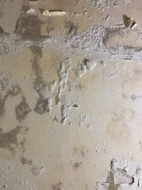 Best Mold Remediation  in Liberty City, TX
