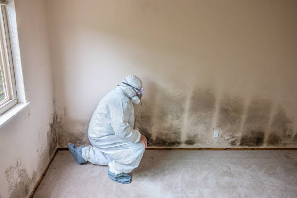 Best Office Mold Removal Services  in Liberty City, TX