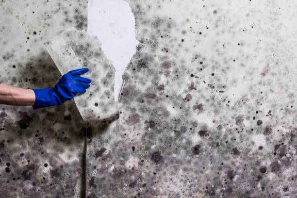 Mold Removal and Inspection in Liberty City, TX