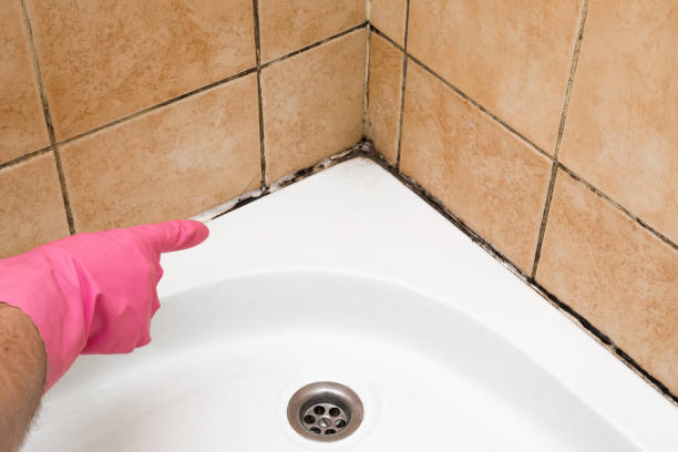 Best Toxic Mold Removal  in Liberty City, TX