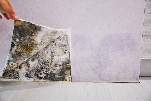Best Affordable Mold Removal  in Liberty City, TX